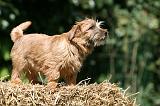 NORFOLK TERRIER 022